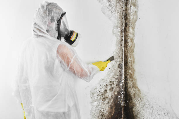 Best Home Mold Removal  in Wauconda, IL