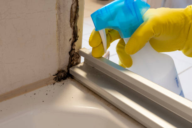 Best Residential Mold Removal  in Wauconda, IL