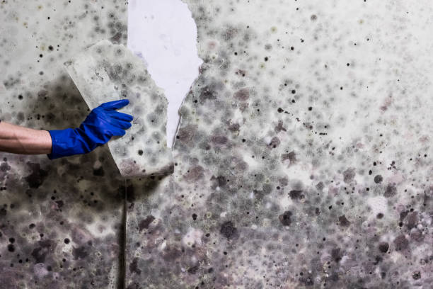Best Water Damage Restoration  in Wauconda, IL