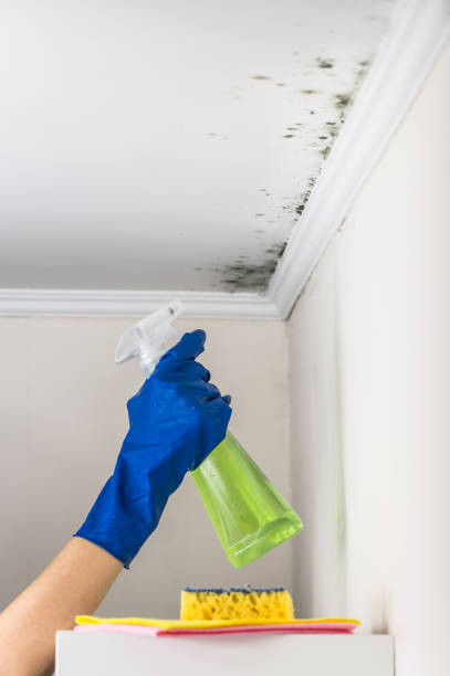 Best Mold Damage Repair  in Wauconda, IL